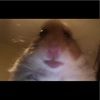 colin_koonce